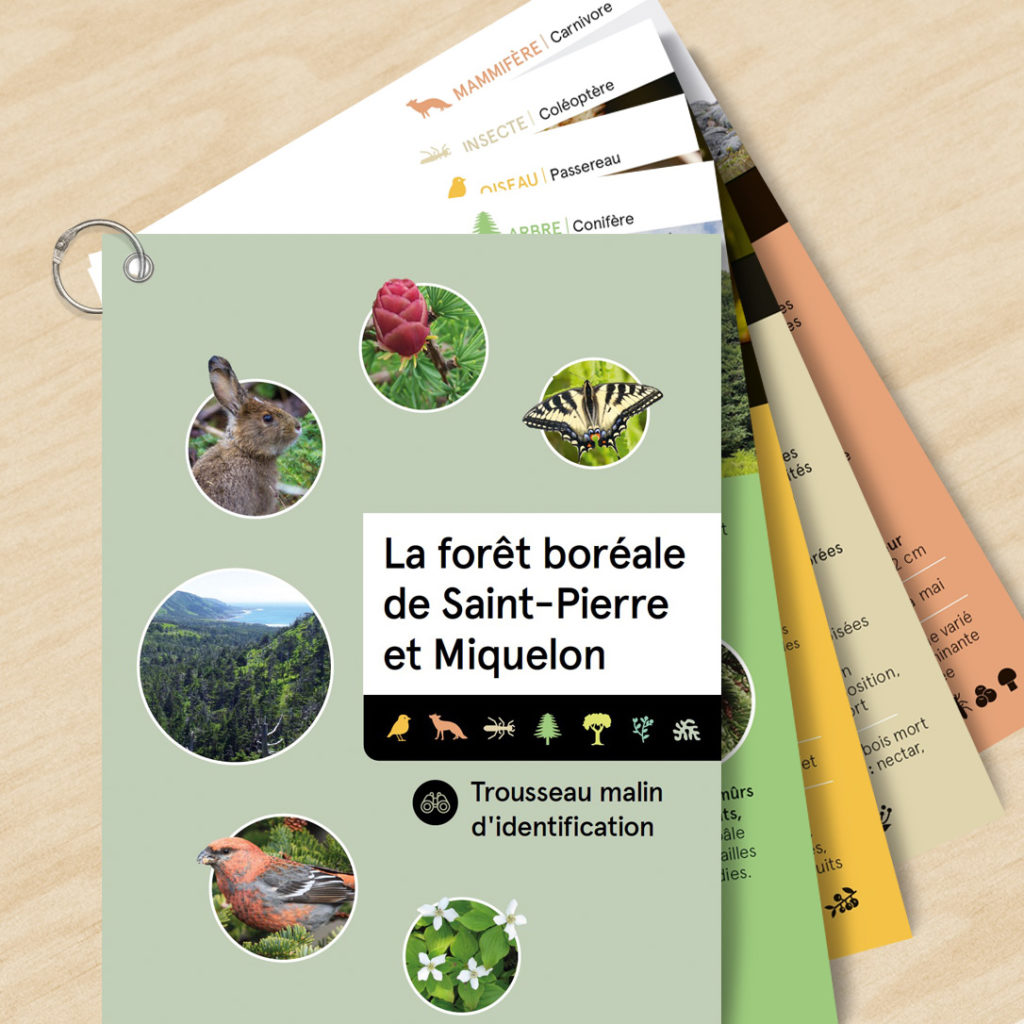 Graphisme faune et flore