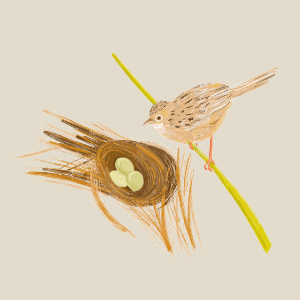 Dessin et illustrations pour des panneaux d'éducation à l'environnement