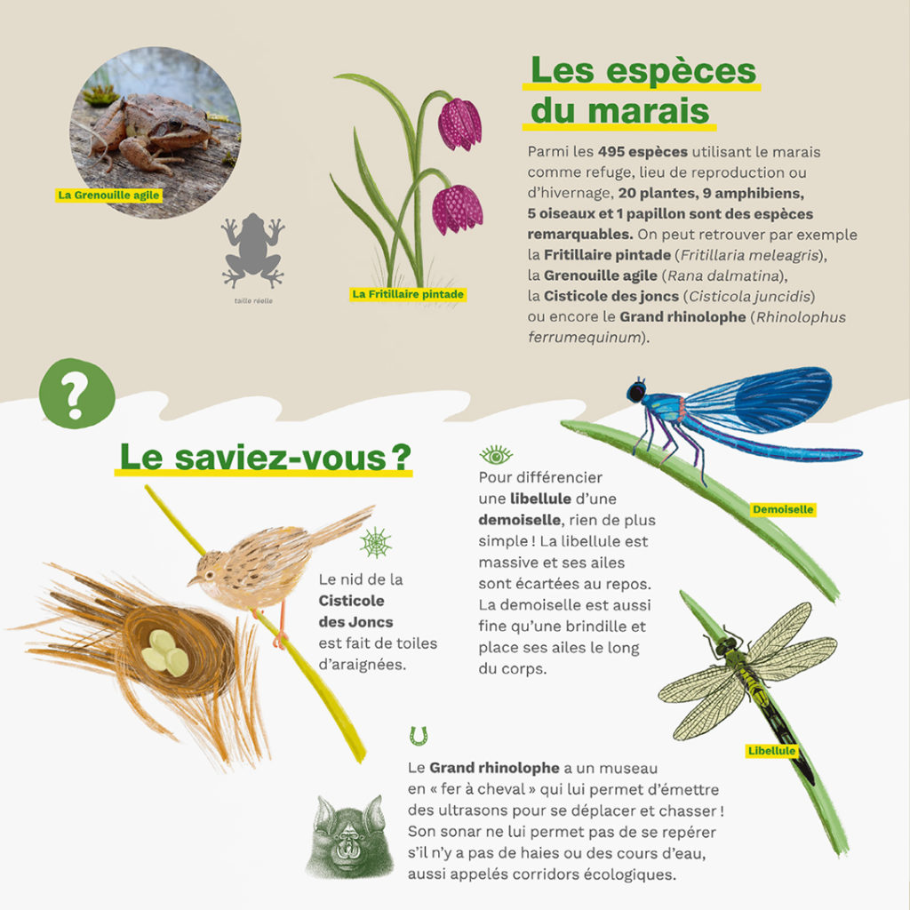 Création d'illustrations insectes, flore et oiseaux. Protection de la biodiversité.