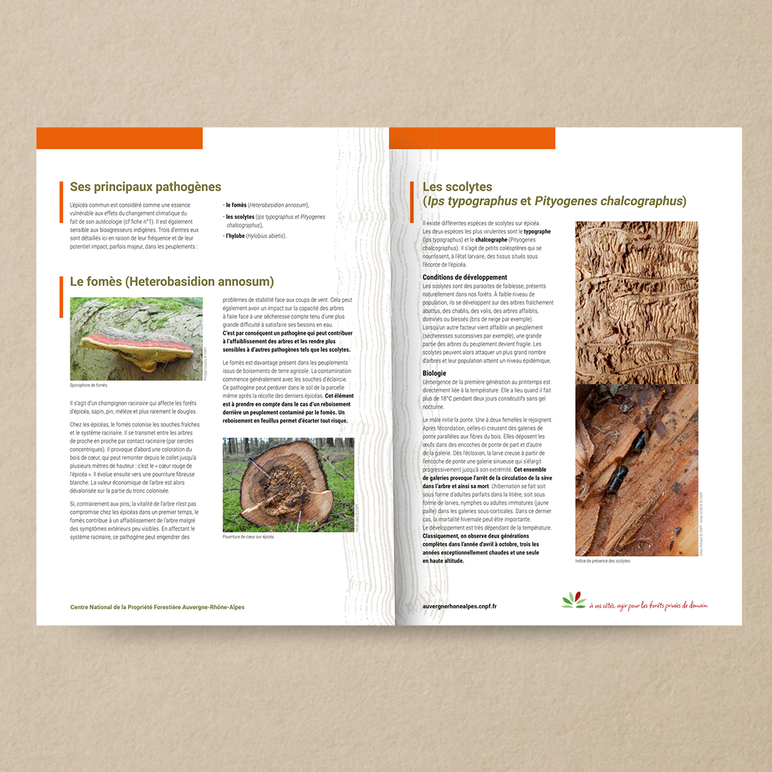 graphisme brochure forêt