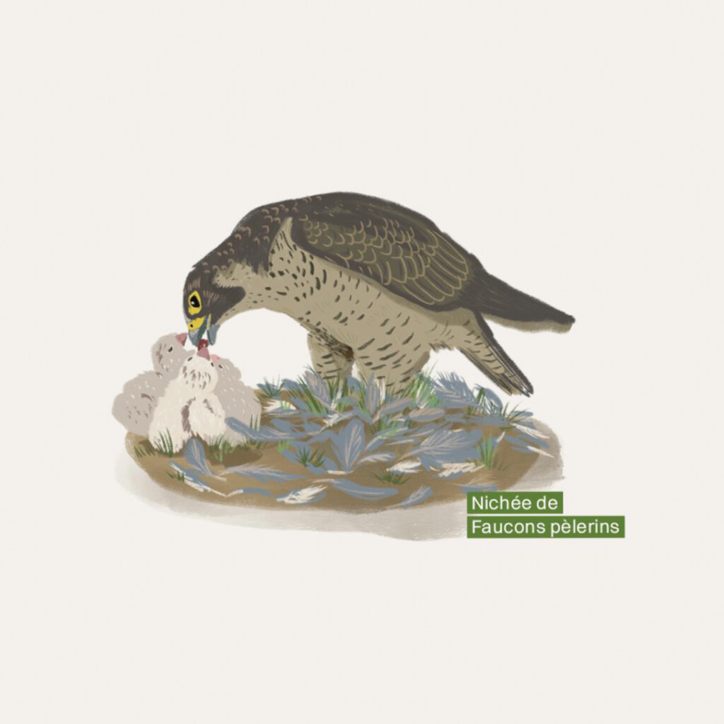 Illustratrice faune sauvage