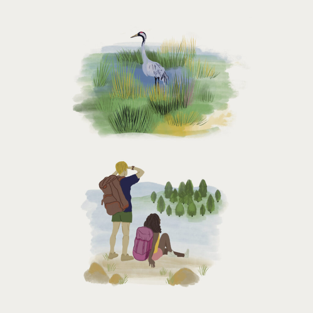 création d'illustrations faune et biodiversité